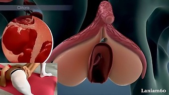 The Anatomy Of Female Orgasm: A Biological Perspective